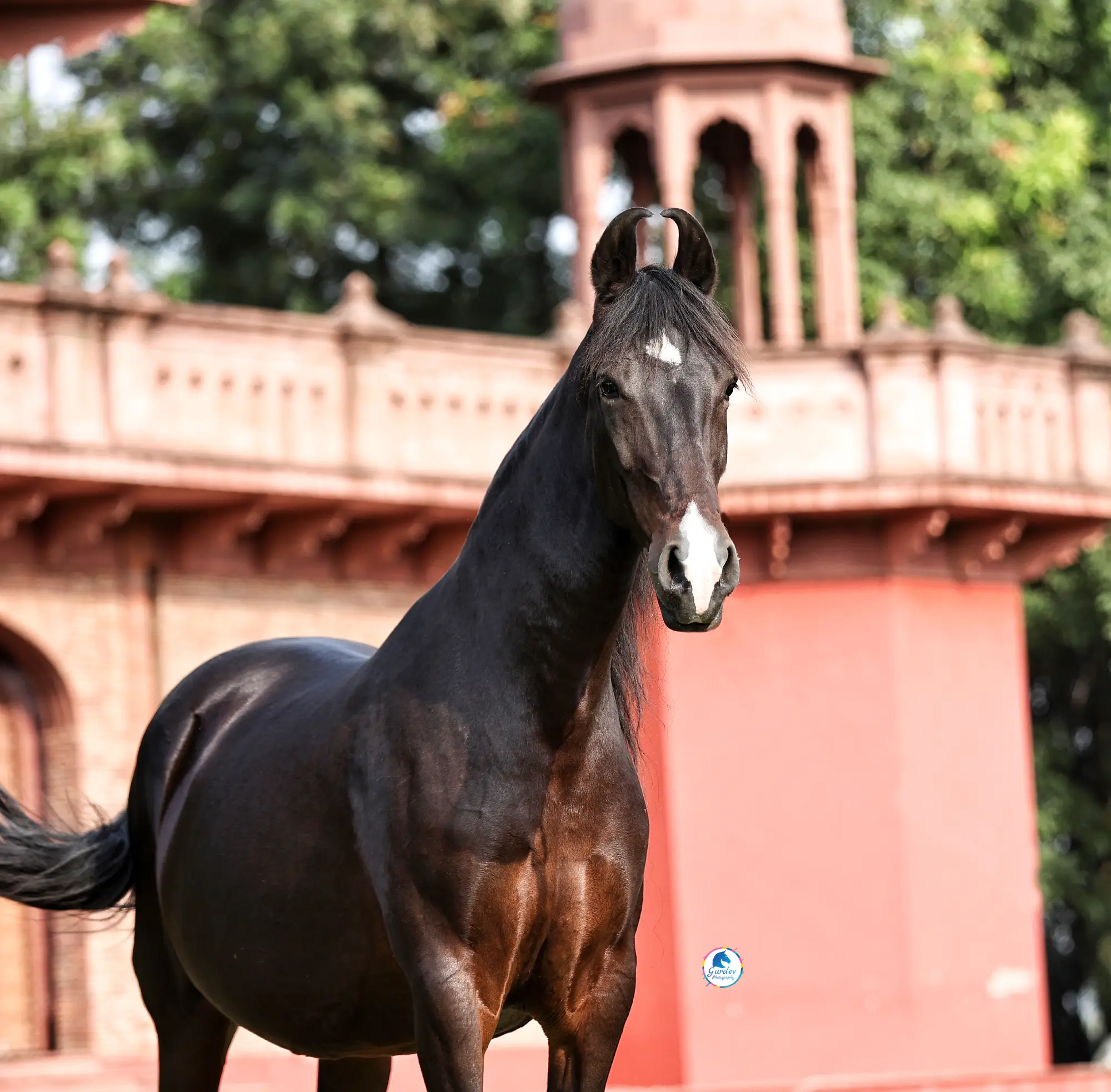 Heritage Horse